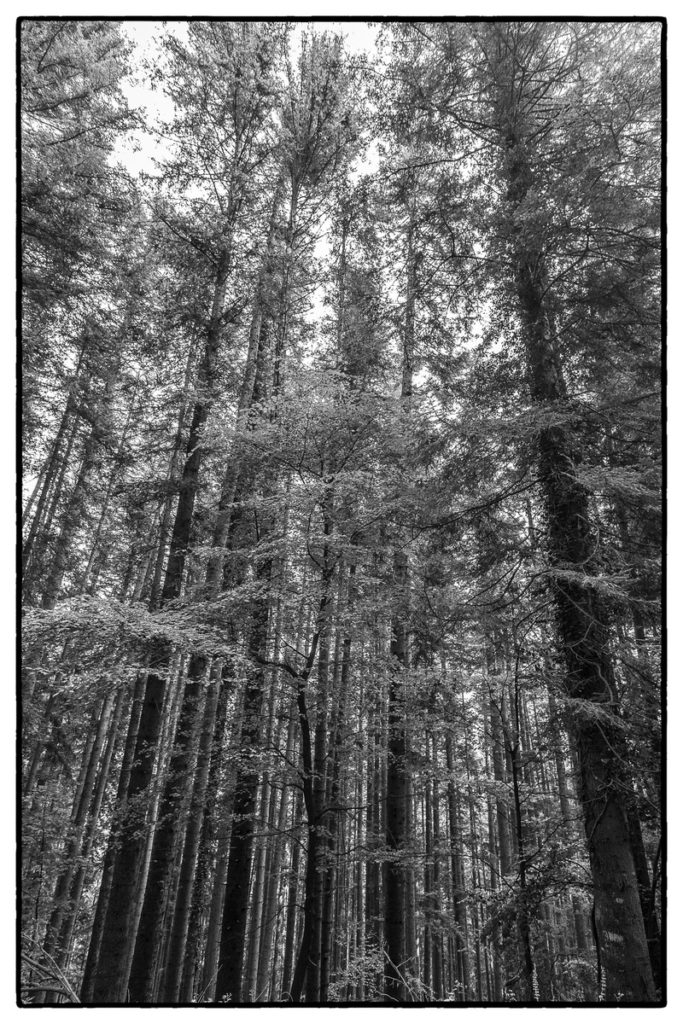 Foto-Reportage-Geografico-Camaldoli 011